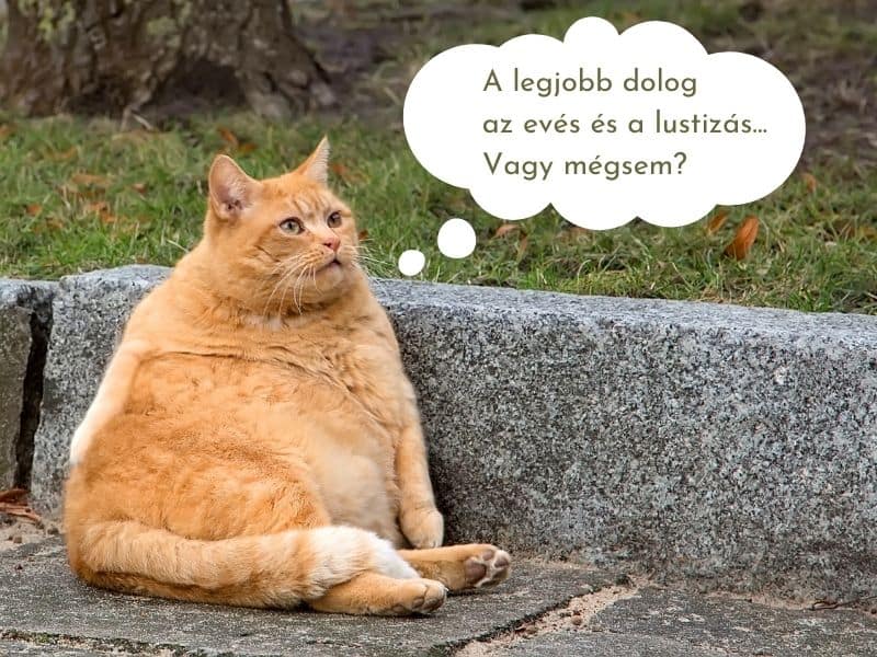 Garfield nevű sárga kövér macska és szöveg