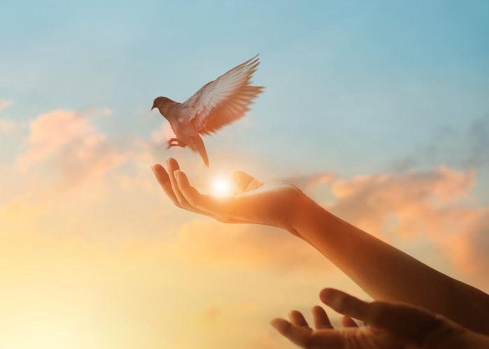 szabadságot jelképező madár és a madarat elengedő kezek
